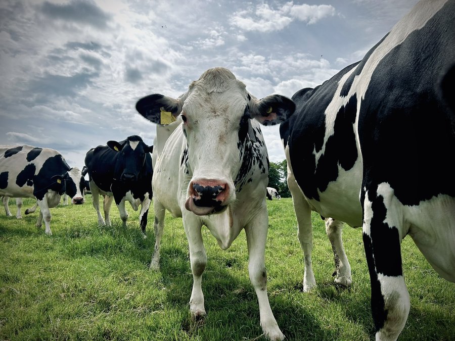 Our Holstein Friesian herd at Holly Green Farm